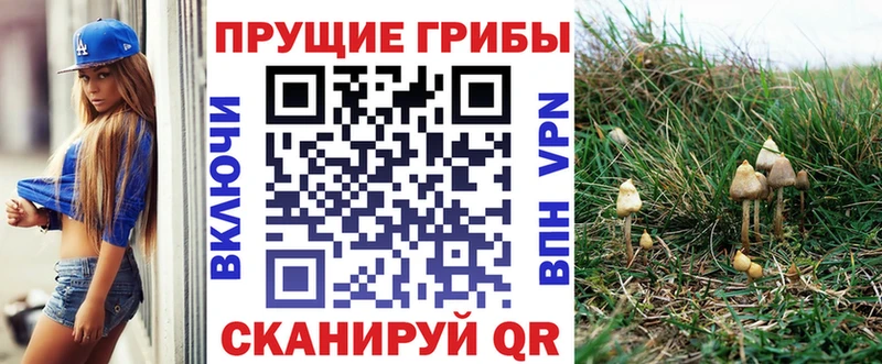 Псилоцибиновые грибы Cubensis  купить  сайты  Гусь-Хрустальный 